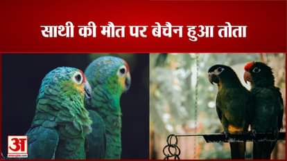 viral video: The parrot became restless after the death of its companion
