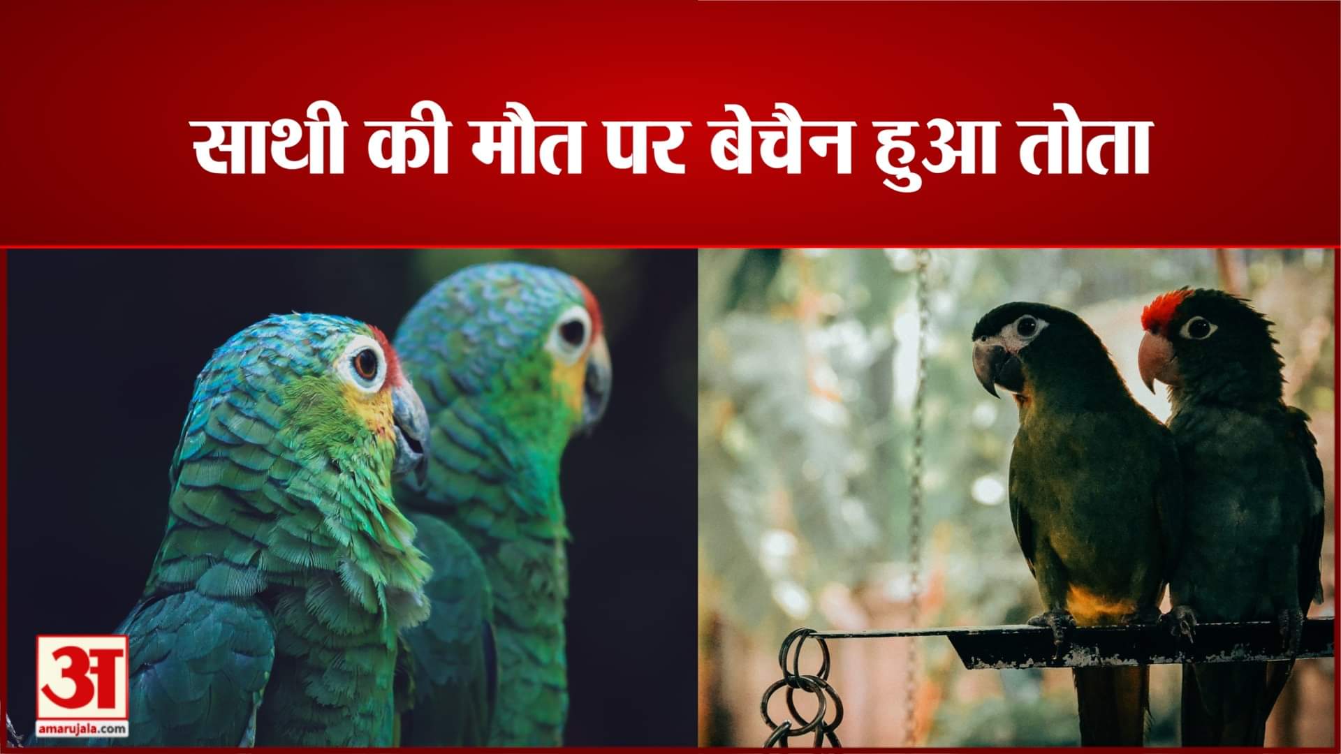 एयूवी