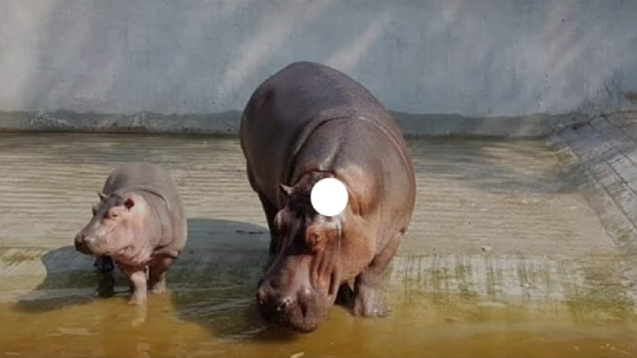 Hippopotamus gave birth to a baby in gorakhpur zoo