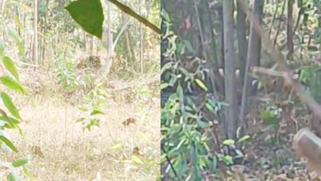 Villagers are scared due to increase in tiger movement in the area