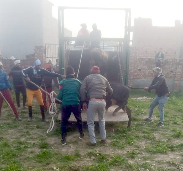 Stray cattle caught and sent to Cow Conservation Center