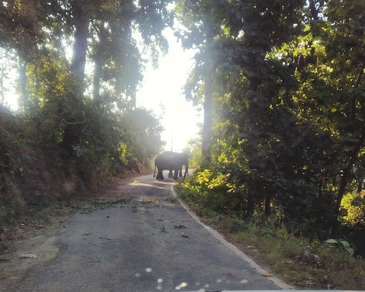 elephant ran over bike rider