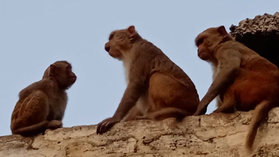 monkeys attack on lady station master at Bareilly Junction
