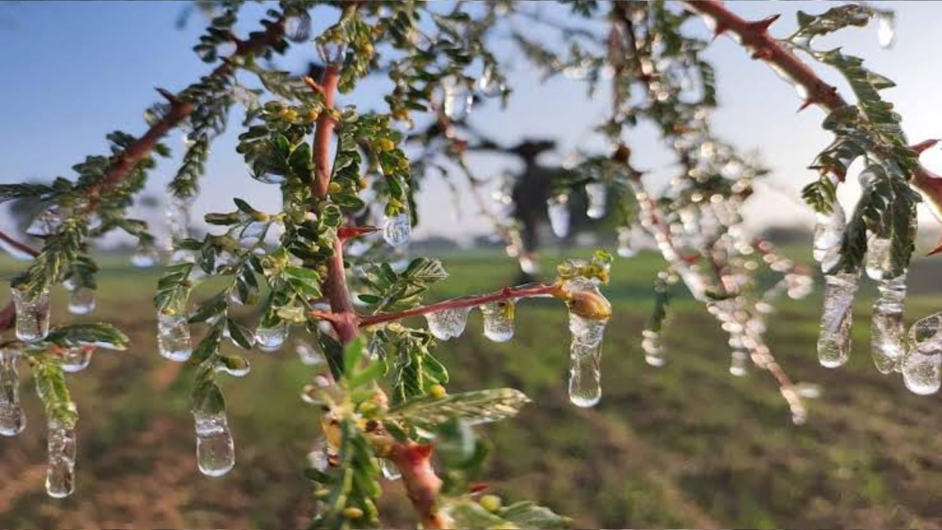 Rajasthan Weather Update Temperature in minus degree in Churu Fatehpur-Mount Abu