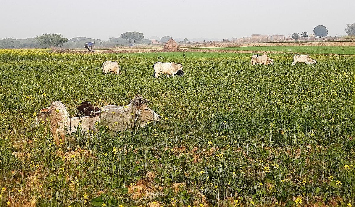 Farmers are guarding the crops in the cold in firozabad