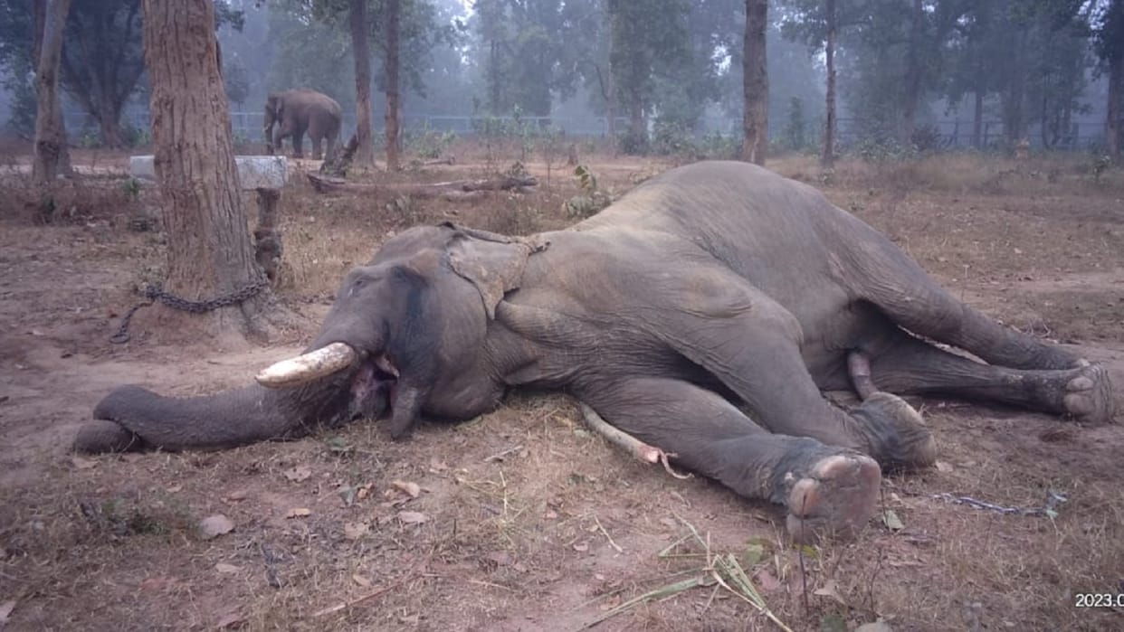 elephant 'civil bahadur' died in surajpur timor pingla rescue center