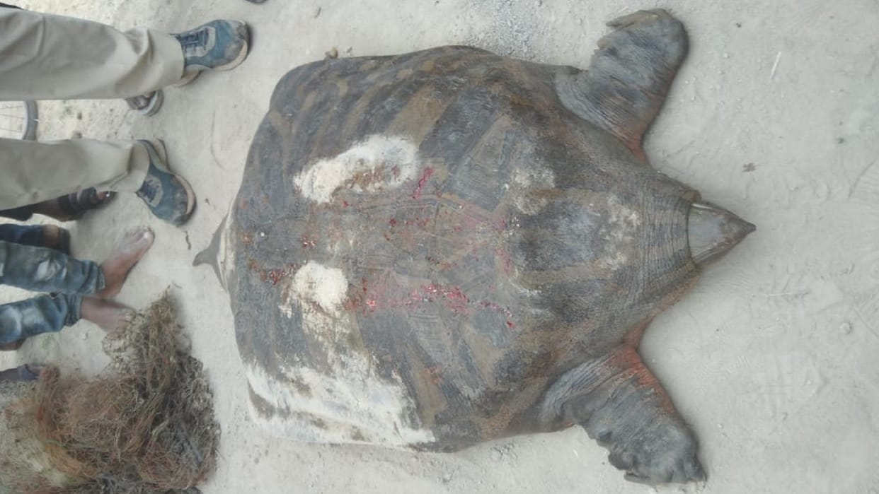 60 kg giant turtle trapped in fishermen net in janjgir-champa
