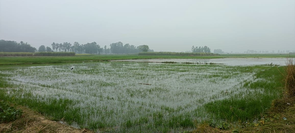 Suddenly water came in the canal, the crop got submerged