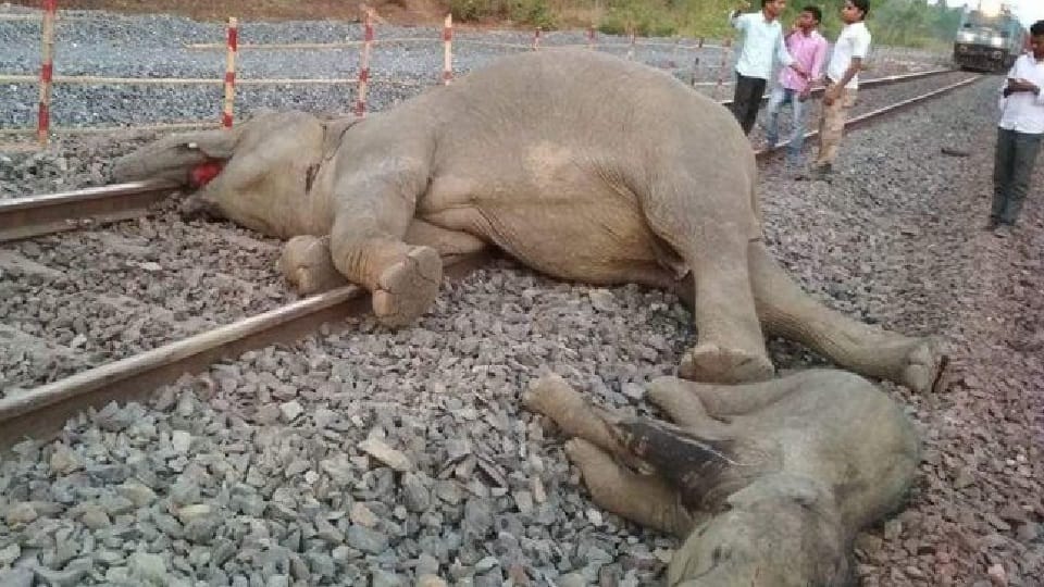 More than 63 thousand animals killed on railway tracks in three years says cag