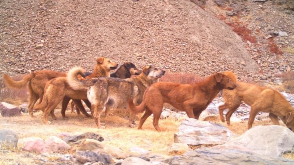 Gangotri National Park: Violent Dogs hunting protected wildlife