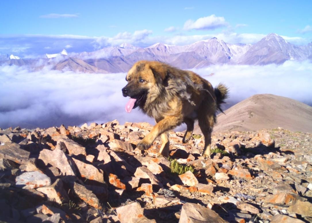 Gangotri National Park: Violent Dogs hunting protected wildlife