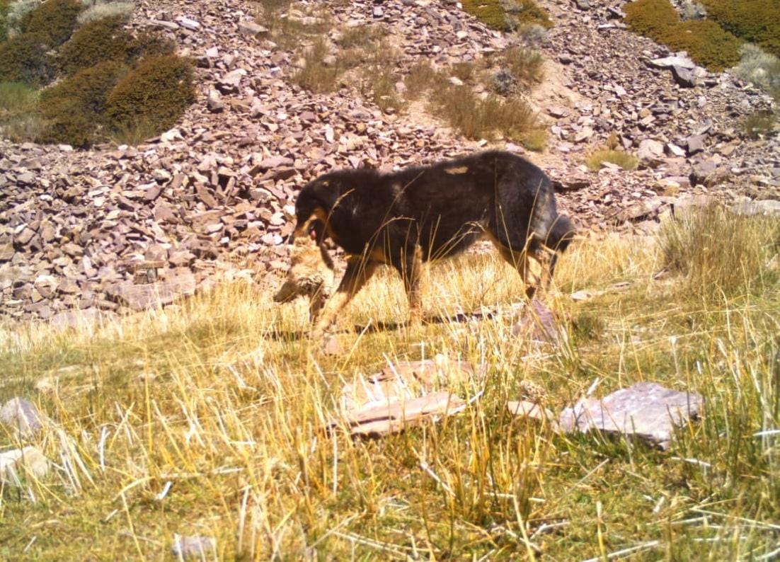 Gangotri National Park: Violent Dogs hunting protected wildlife
