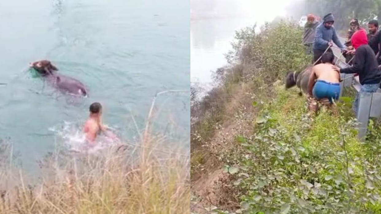 Cow protectors rescued a cow that fell into a canal in Tohana of Fatehabad