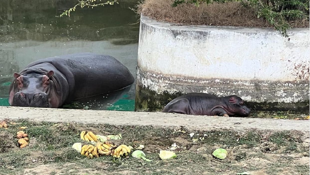 hippopotamus Lakshmi gets angry on seeing human spending time with child