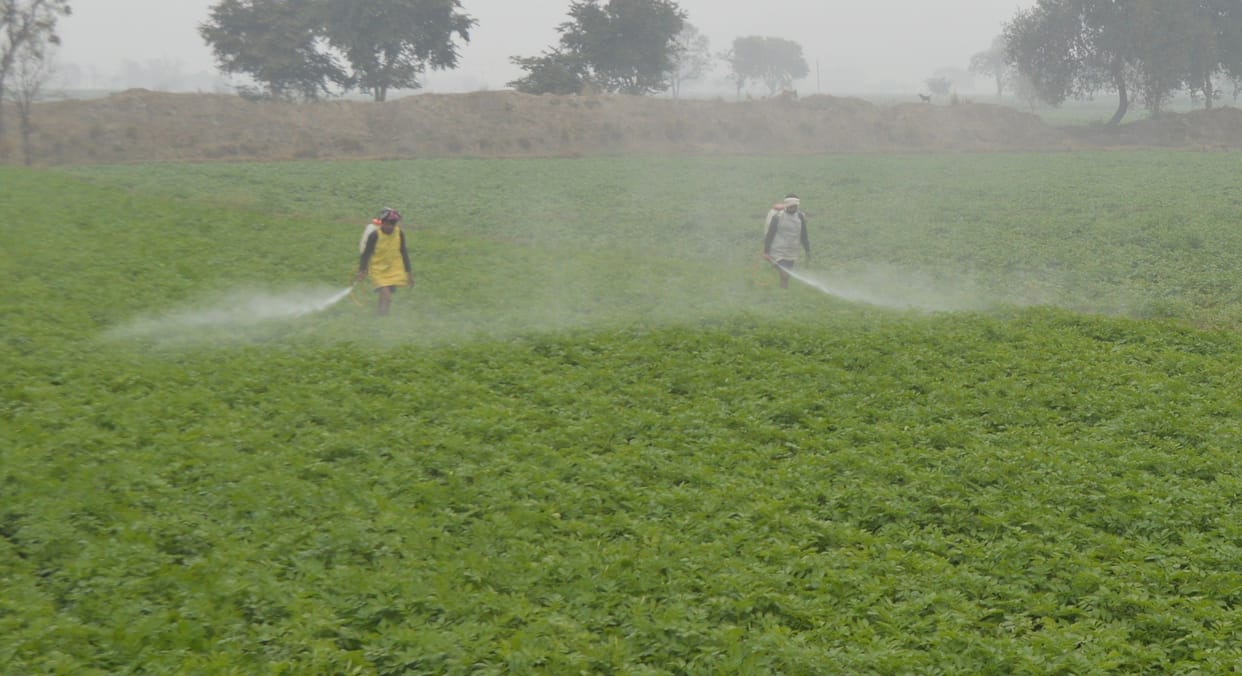 Hathras: Potato crop scorching due to cold