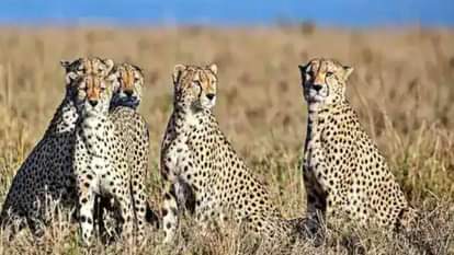 इसी महीने आएंगे 12 चीते