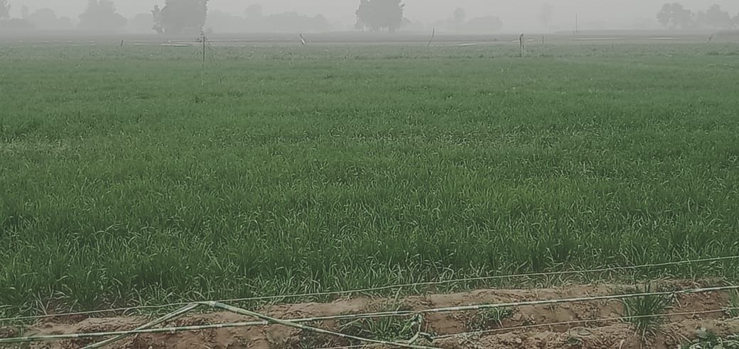 Dense fog and cold expect profit in wheat, mustard