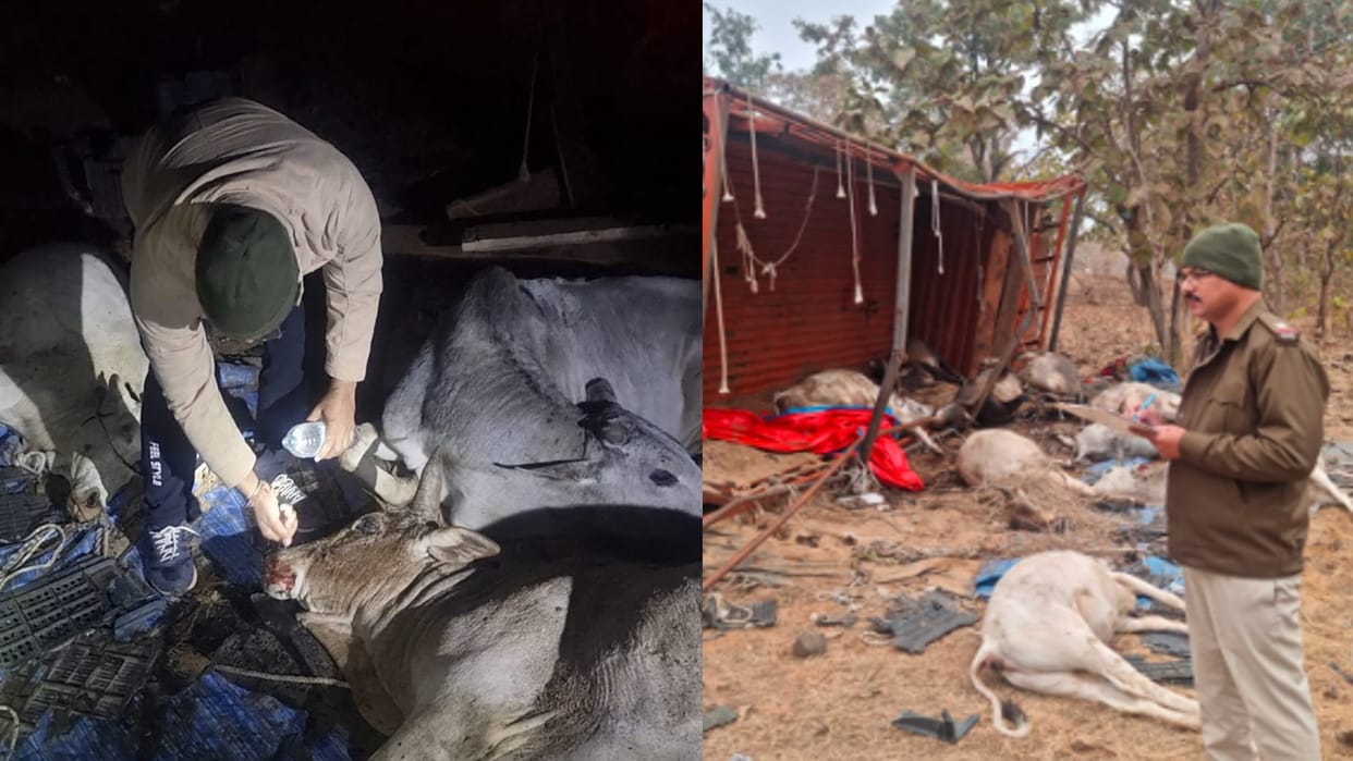A speeding truck carrying cattle overturned due to speed breaker, carcasses of animals piled up
