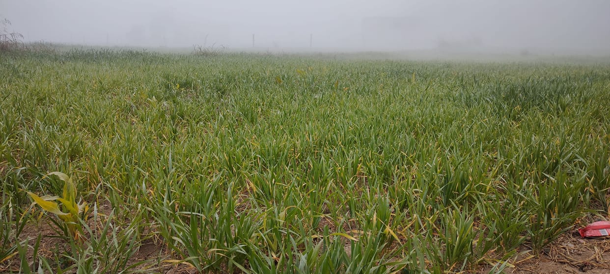 Due to lack of rain, 50 percent of the wheat crop is on the verge of destruction