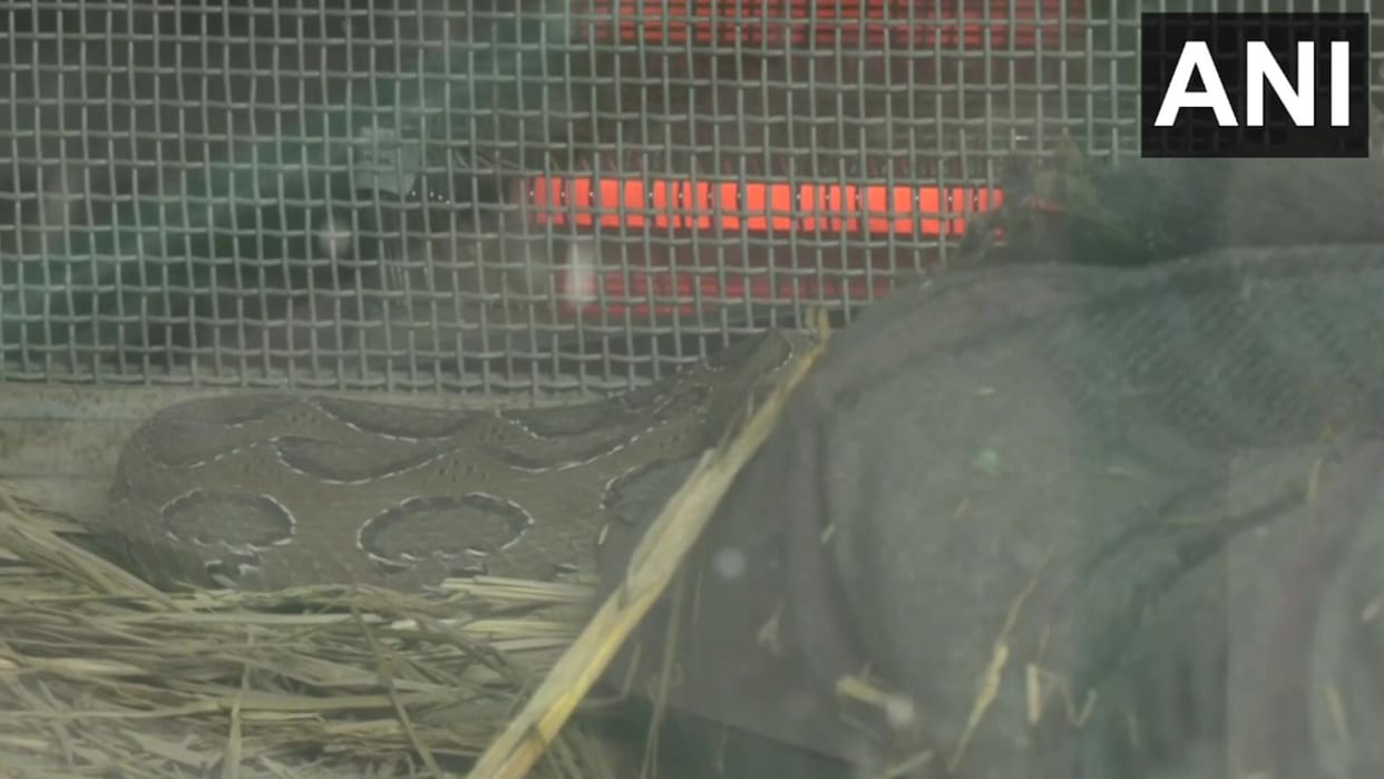 Special arrangements have been made at Lucknow zoo in view of cold weather.