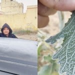 जोबनेर में तापमान माइनस चार डिग्री