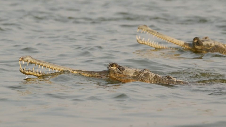 alligators hide in the river for hours to avoid the cold wave in Chambal