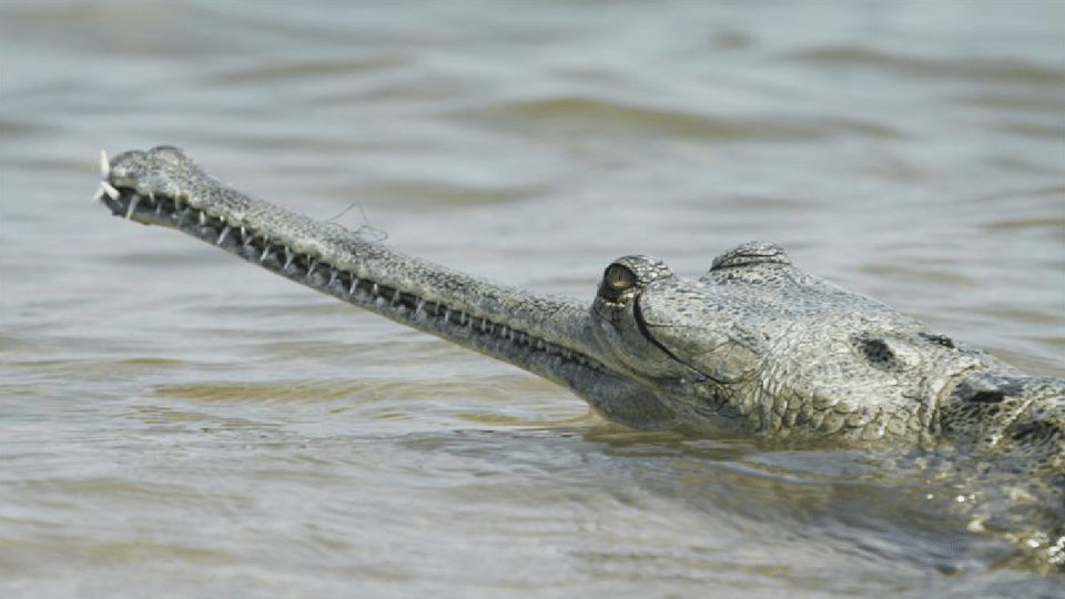 alligators hide in the river for hours to avoid the cold wave in Chambal