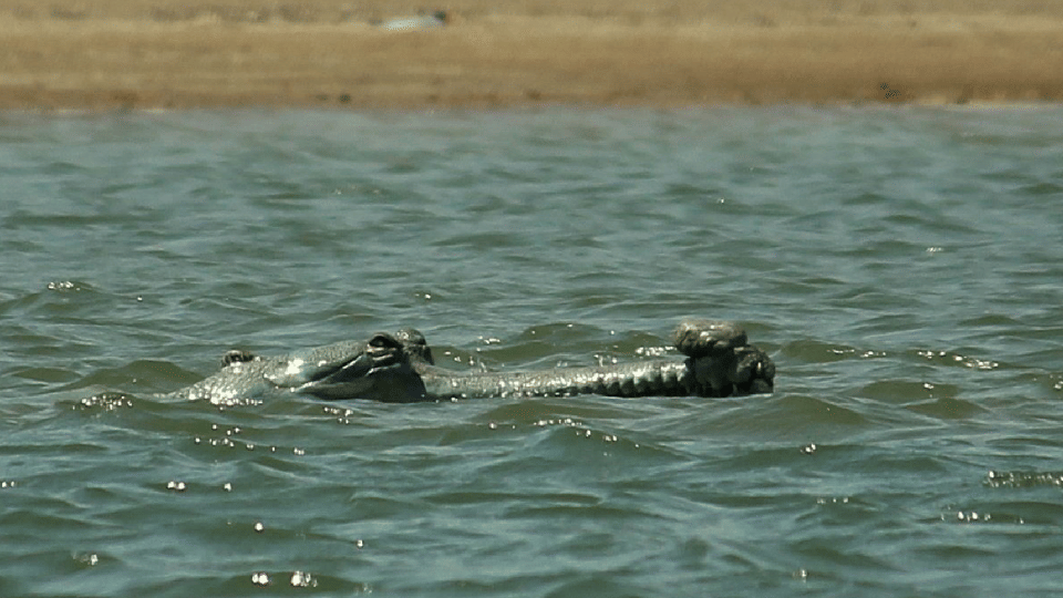alligators hide in the river for hours to avoid the cold wave in Chambal