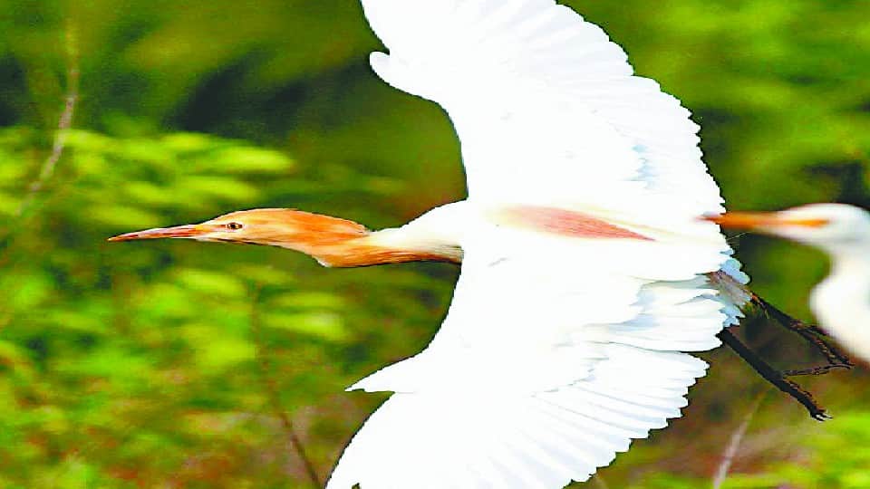 Migratory Heron Cattle Egret also changes its color in Chambal