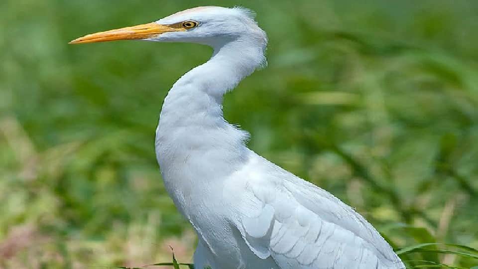 Migratory Heron Cattle Egret also changes its color in Chambal