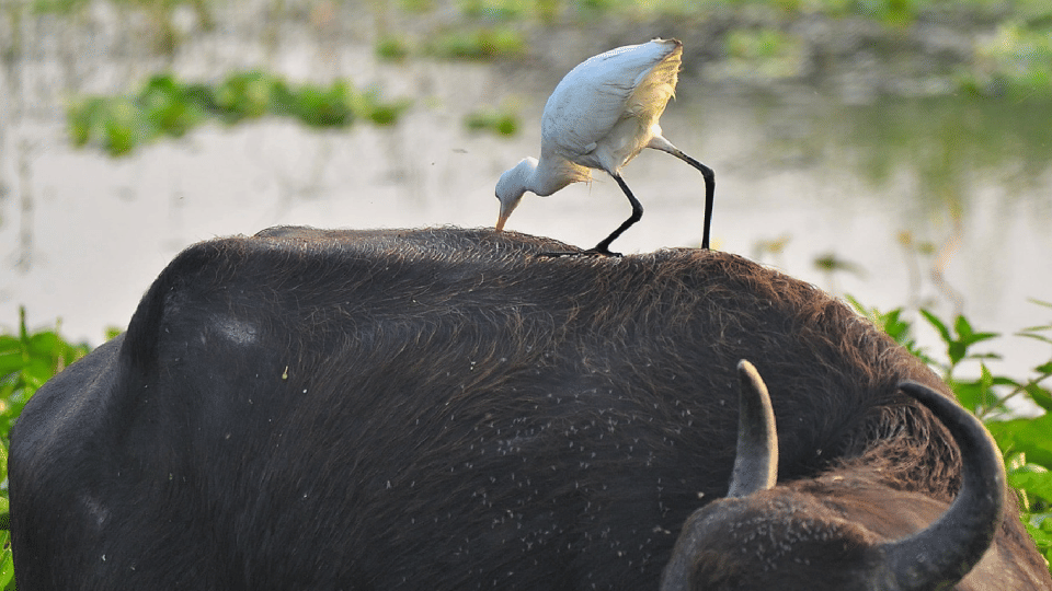 Migratory Heron Cattle Egret also changes its color in Chambal