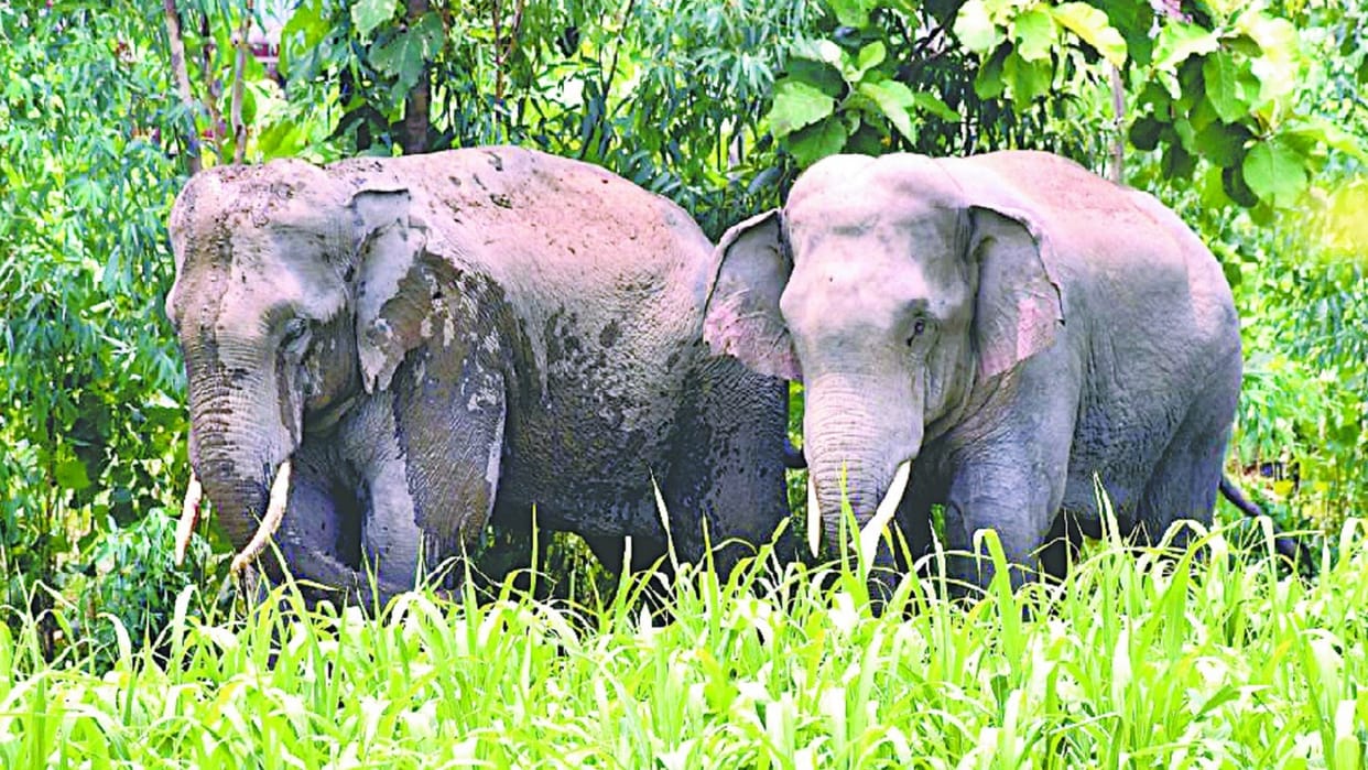 elephant crushed to death woman who reached farm in surajpur