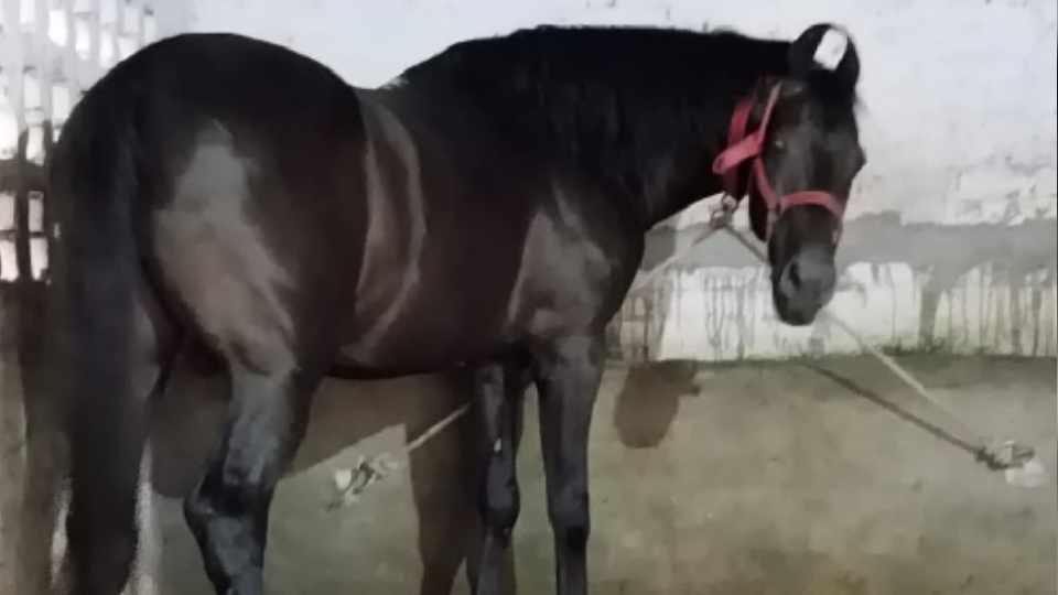 Sell a sick horse for 44 lakhs as healthy in Punjab