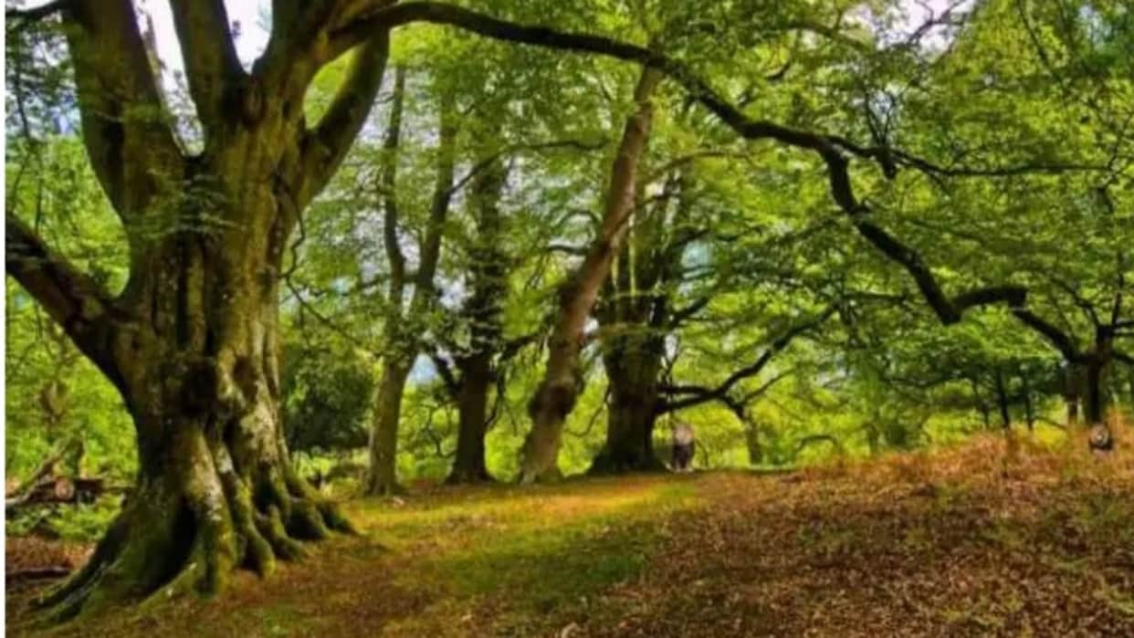 Viral optical illusion Brain Test find Lions in photo hidden within 8 seconds brain teaser picture puzzle