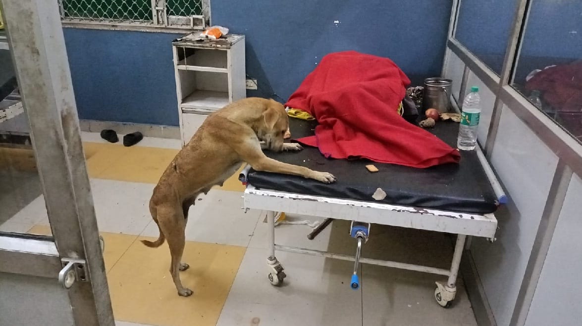 Case of dog climbing on patients bed in Banda Hospital, city magistrate reached hospital for investigation