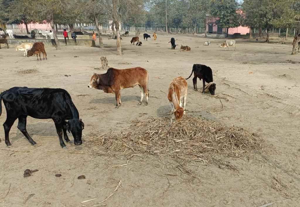 Gaushalas of the district are in bad shape, animals are upset due to lack of tin shed