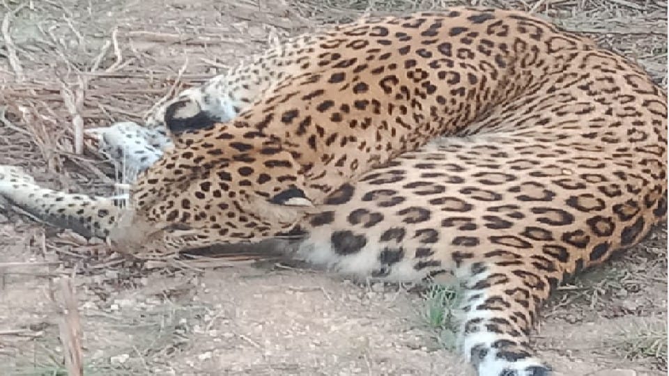 Umaria: Adult female leopard was electrocuted, four hunters including two real brothers arrested