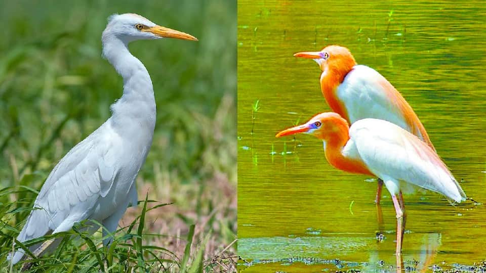 Migratory Heron Cattle Egret also changes its color in Chambal