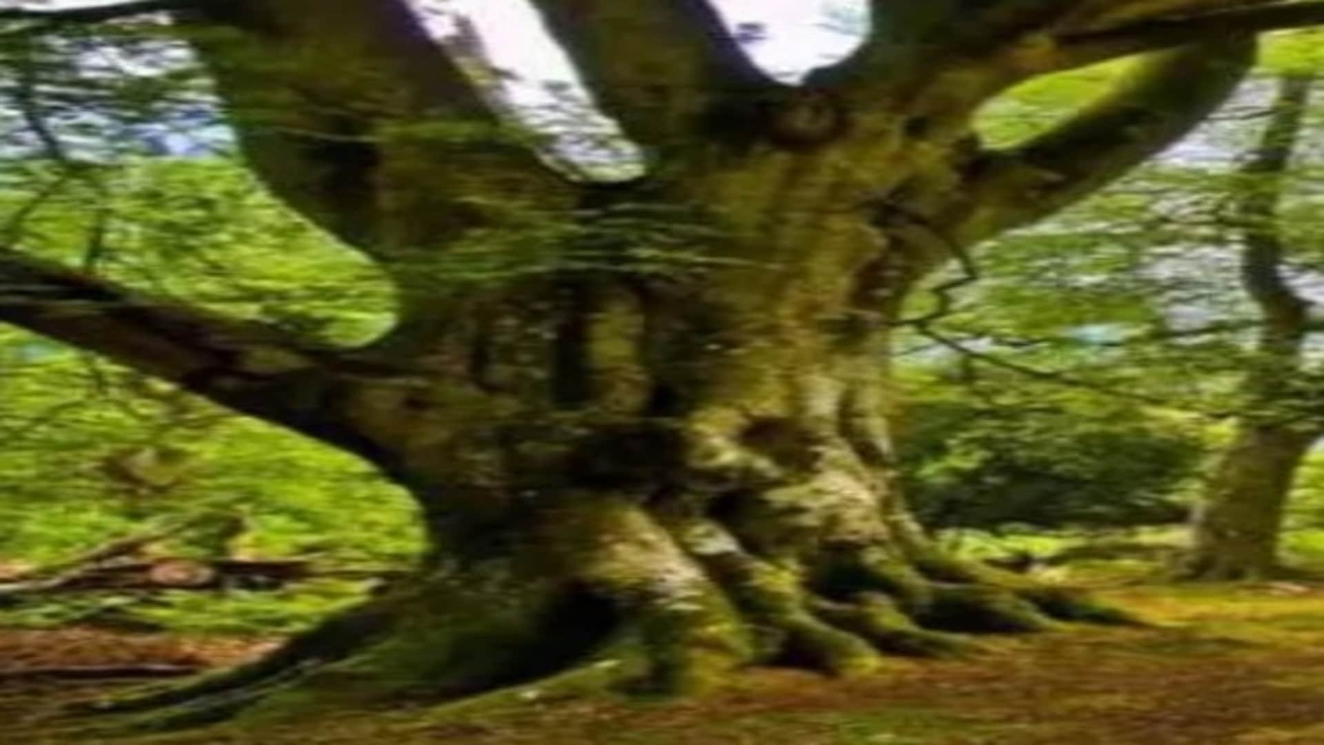 Viral optical illusion Brain Test find Lions in photo hidden within 8 seconds brain teaser picture puzzle