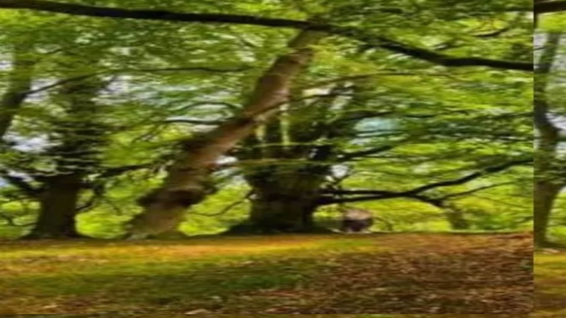 Viral optical illusion Brain Test find Lions in photo hidden within 8 seconds brain teaser picture puzzle