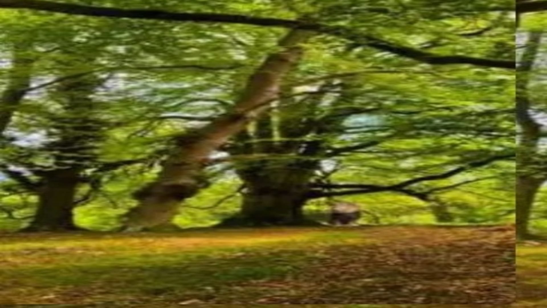 Viral optical illusion Brain Test find Lions in photo hidden within 8 seconds brain teaser picture puzzle