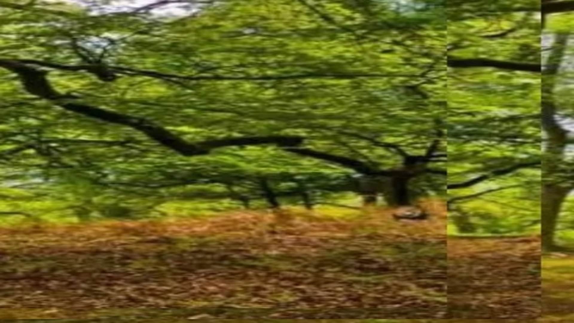 Viral optical illusion Brain Test find Lions in photo hidden within 8 seconds brain teaser picture puzzle