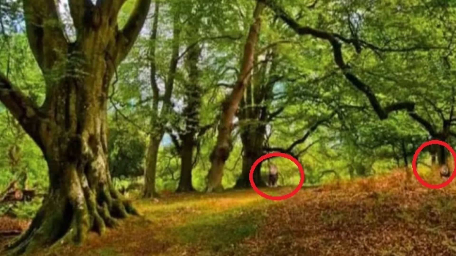 Viral optical illusion Brain Test find Lions in photo hidden within 8 seconds brain teaser picture puzzle