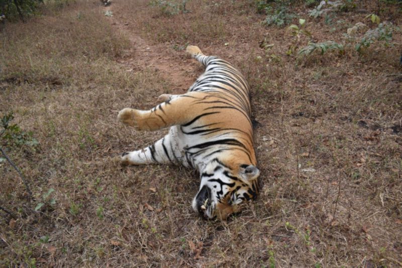 Another Tiger Died In Panna Tiger Reserve, A Hyena also found dead