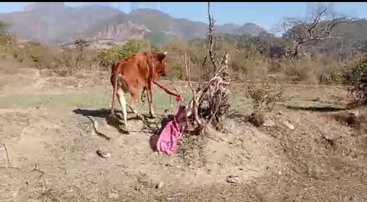 Animal Crulity in Binta Kaida Raw Dwarahat