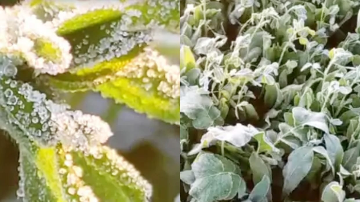 Rajasthan Weather New record of winter in Kota Cold wave alert in these five cities
