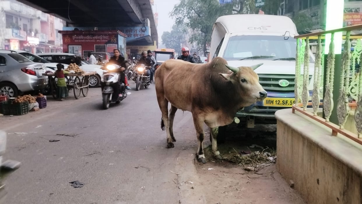 shahar se gaanv tak chhutta pashu ban rahe museebat
