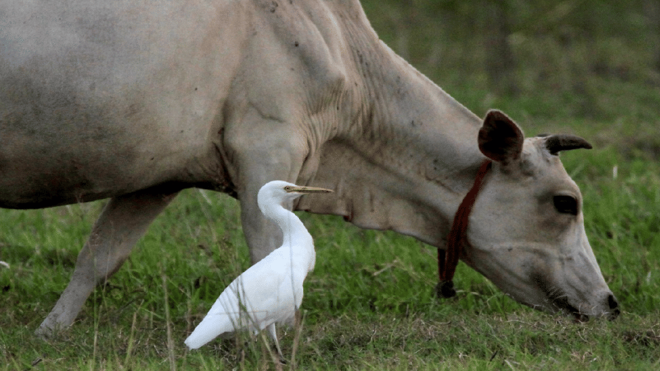 Migratory Heron Cattle Egret also changes its color in Chambal