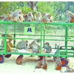 बंदरों को पकड़ने के लिए लगा पिंजरा