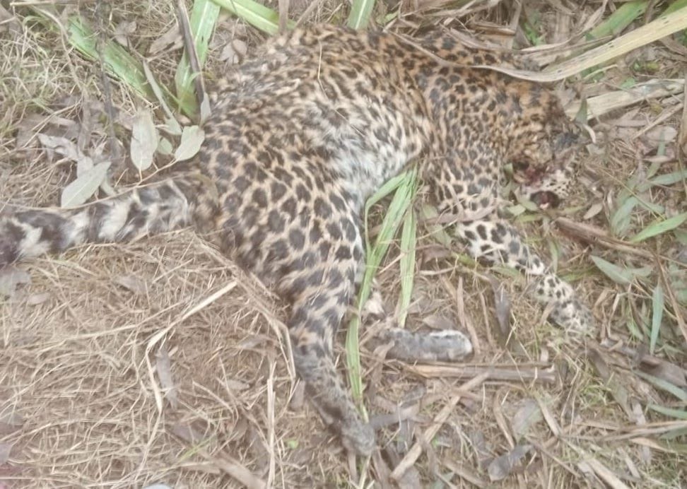 Dead body of female heifer found in sugarcane field, stir among villagers